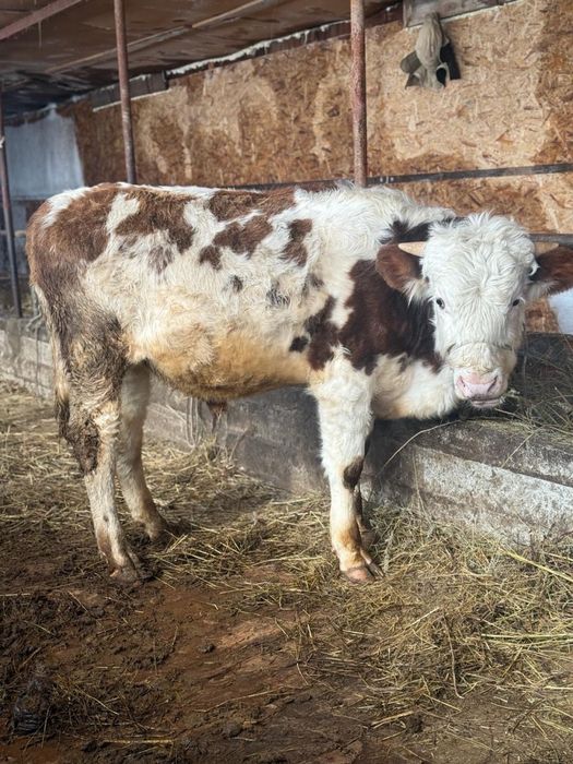 Сементал бука урыктыкка 1жас