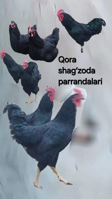 Qora shagʻzoda parrandalari tuxumga zakas olamz