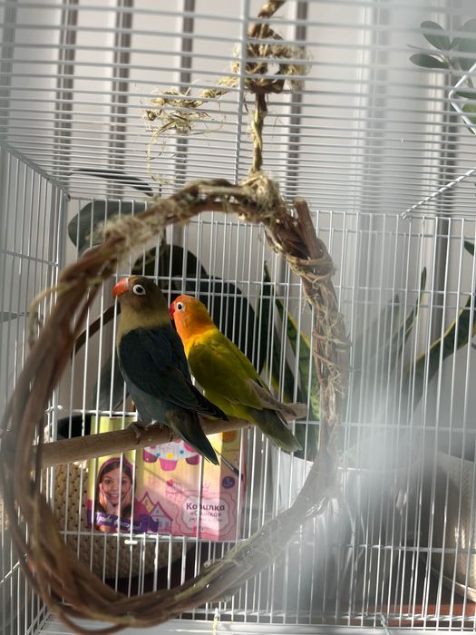 Попугаи неразлучники