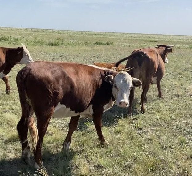 Продам КРС 10 голов