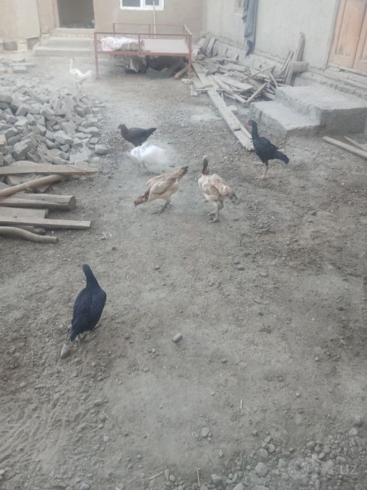 Товук хурозлар сотилади