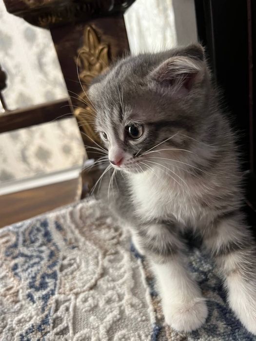 Шотландская вислоухая кошка