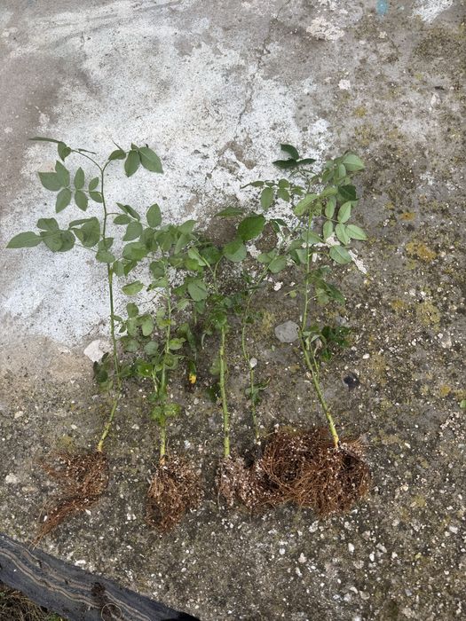 Маслодайна роза разсад – Дамасцена, Алба, Сентифолия, гол корен