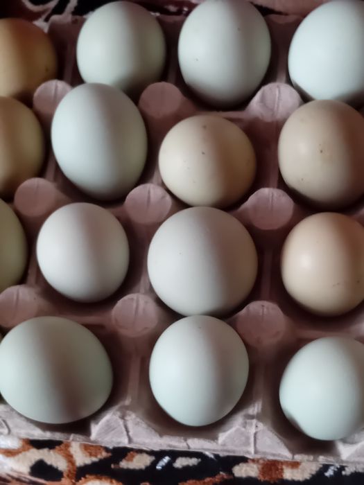 Oua pentru incubat