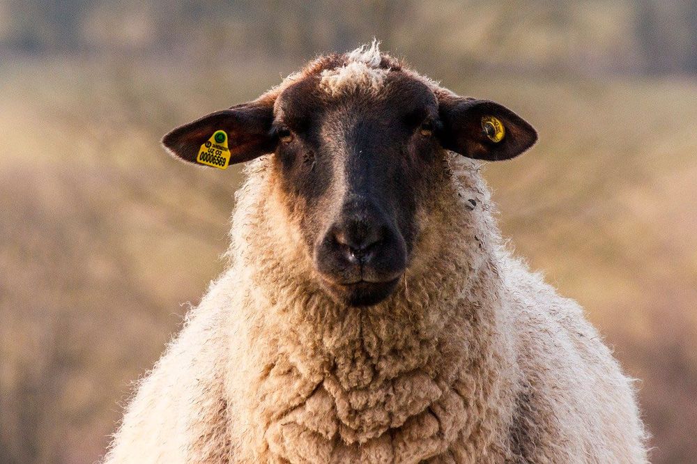 Chorva uchun Birka, Halqa va otlar uchun Chip