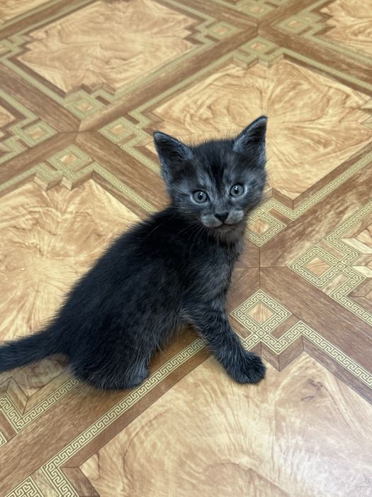 Котята  бесплатно