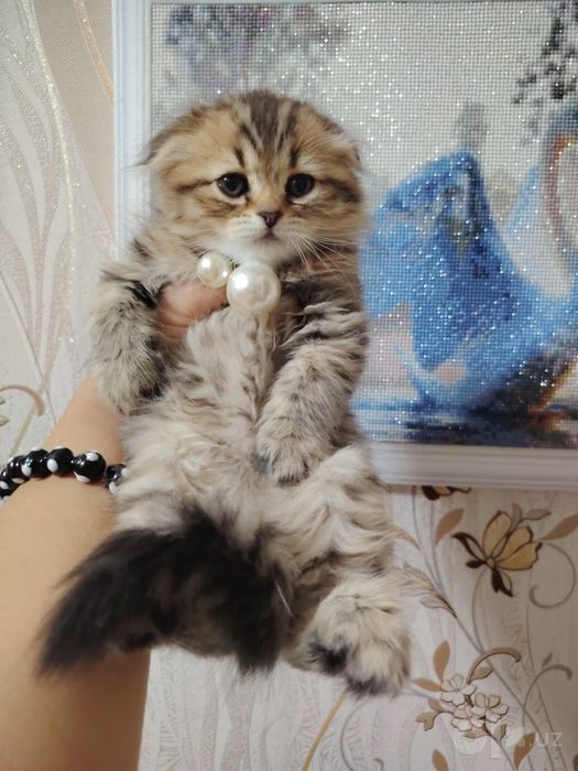 Продаются очарование котята Скоттиш фолд и страйт