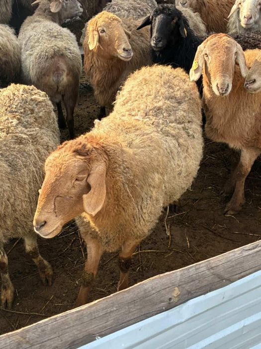 Бараны от 65 тыс и выше