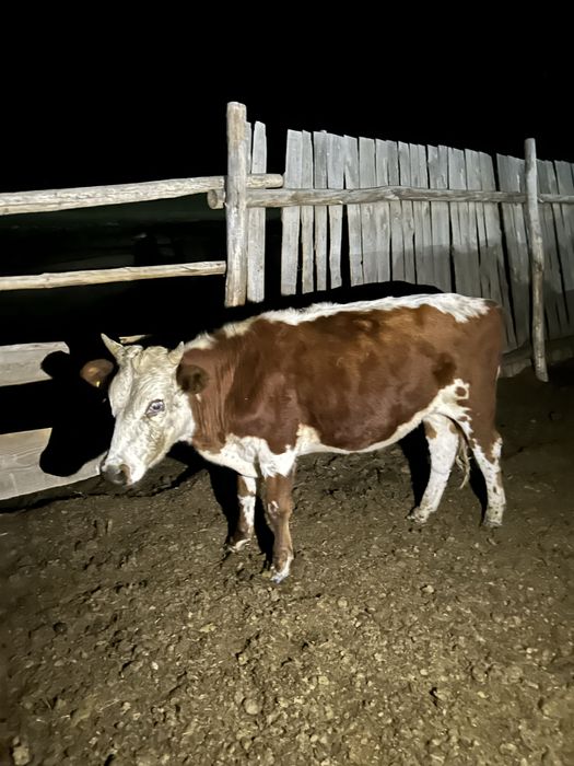 Бұқалар сатылады