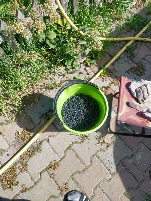 Черноплодная рябина