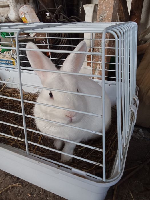 Продам белого кролика