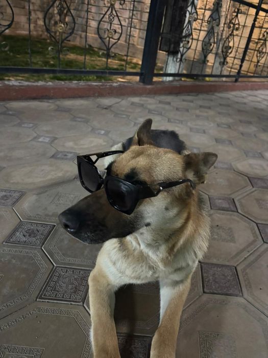 Немецкое овчарка