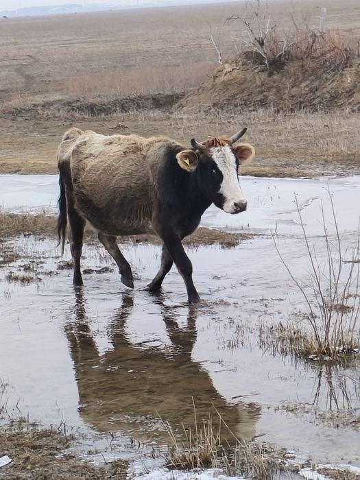 Сүтті сиыр сатылады