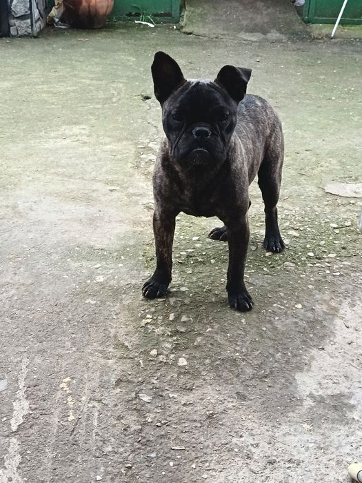 Френски булдок 8 месеца