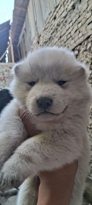 Хаски кучиклари сотилади.