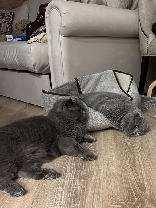 Продам двух кошек