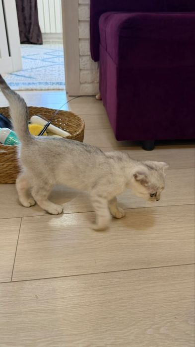 Котенок Вислоухий британец