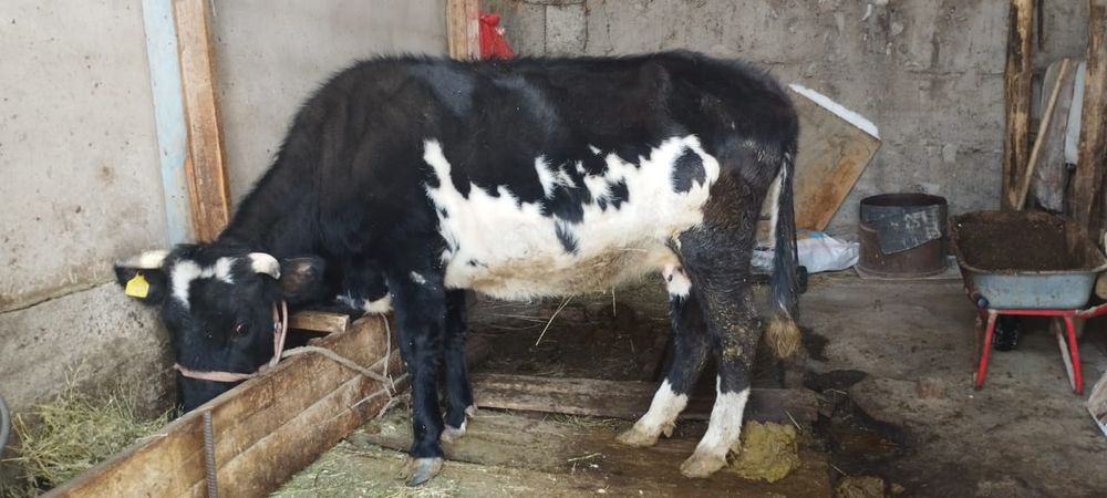 Корова на продажу