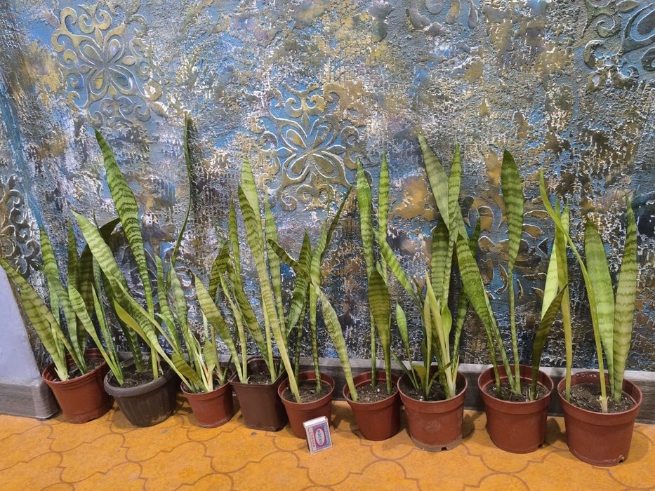 Сансевьера. Цветы для дома и офиса.