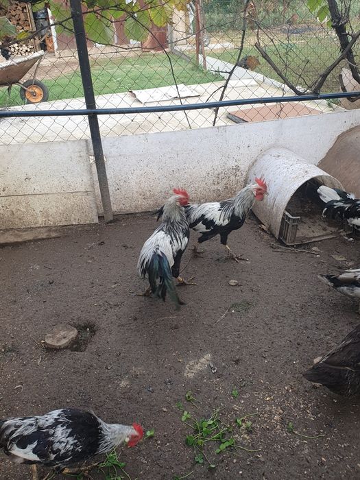 Cocosi italieni argintii