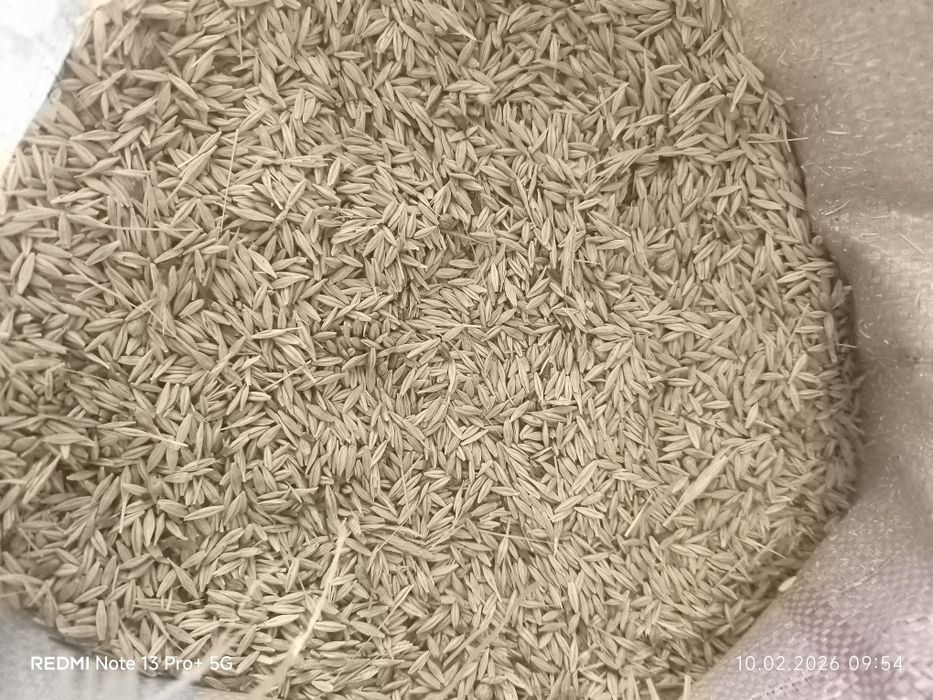 Арпа  сотилади  оптум