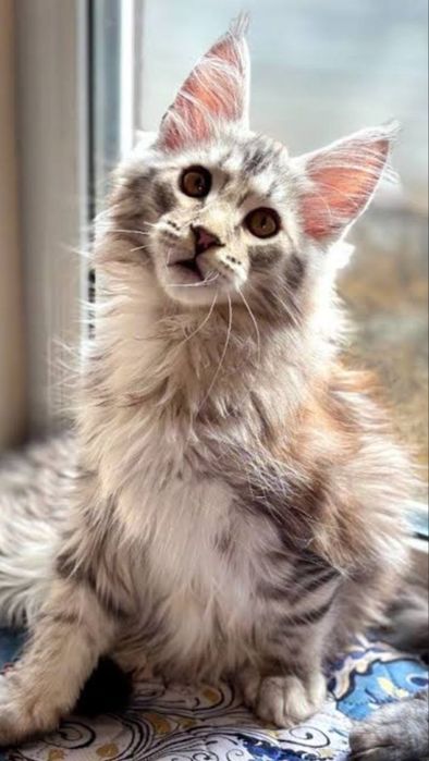 Котенок Мейнкуна