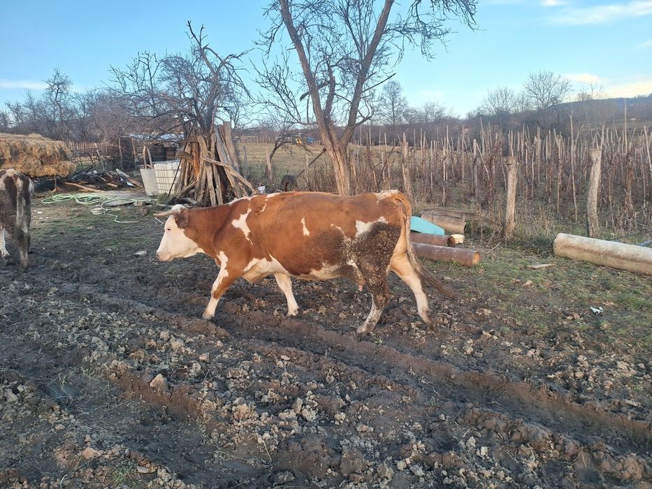 Vaci baltate recent fatate