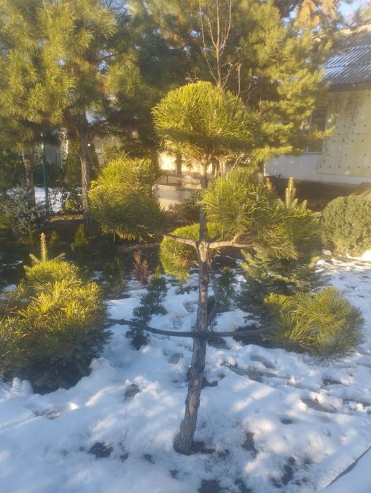 Бонсай и разные растения