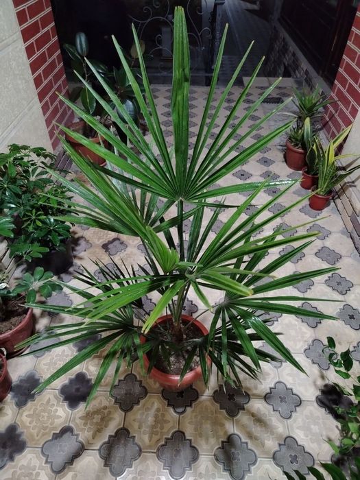 Комнатные растения, цветы, Honaki gullar, Optom va donaga, Gul, Цветы