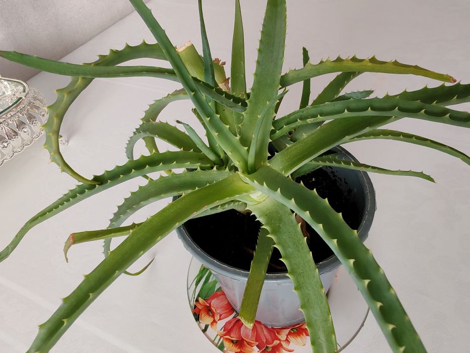 Алое древовидное.