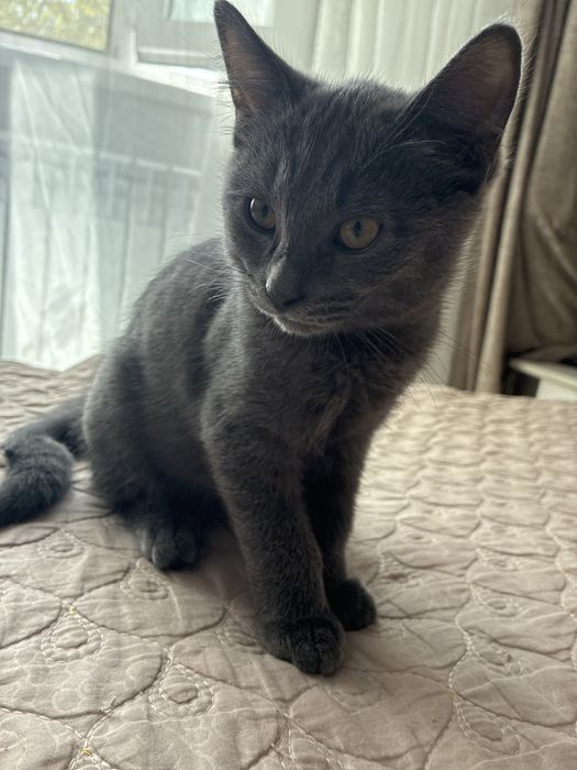 Котята пародистые
