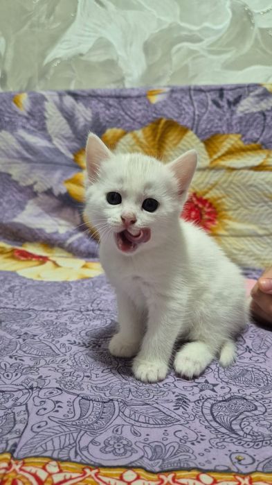 Отдам котят в добрые руки