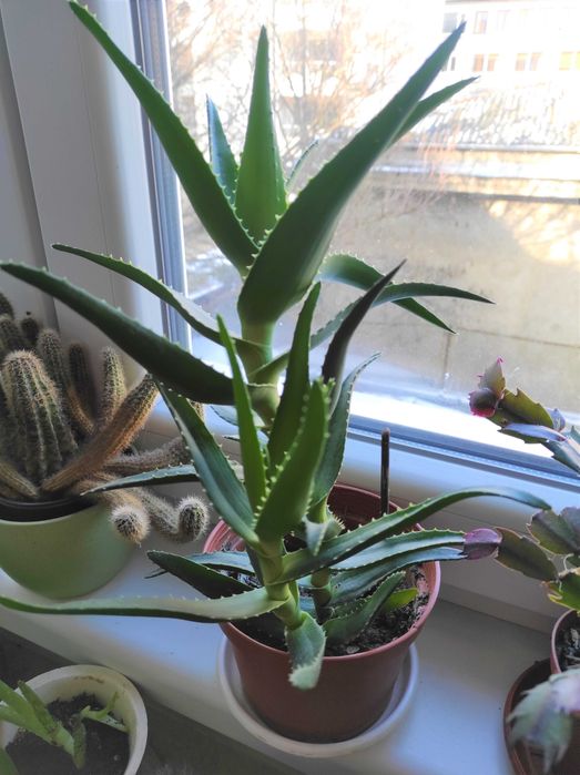 Лечебно алое вера, 2 вида, над 3 - годишни, отлично гледани растения