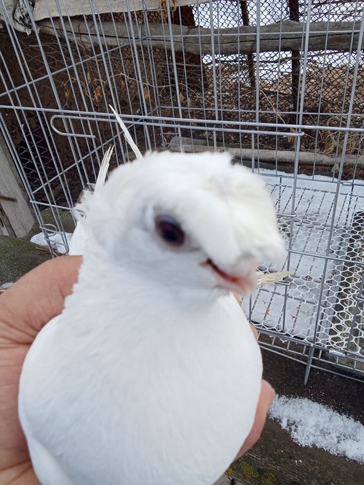 Продам голубей хороших