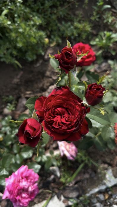 Продам дачу 5 соток