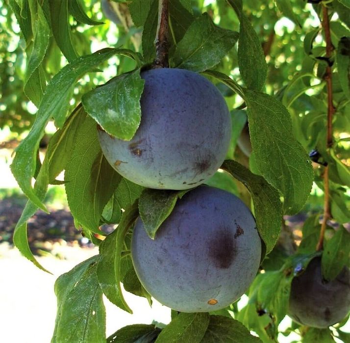 Prun (Soiul Black Sun ) la ghiveci