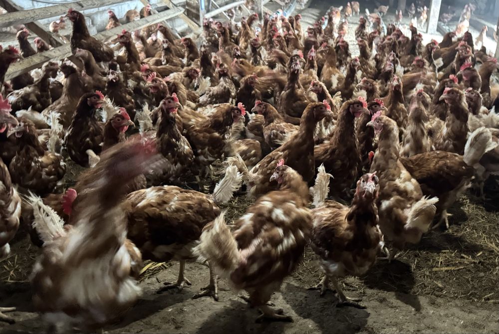 Продам курей несушек