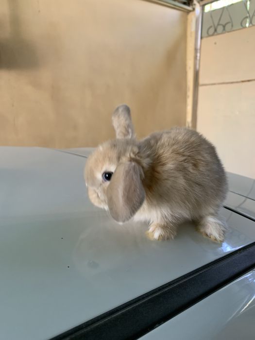 Куйон бор сотилади :