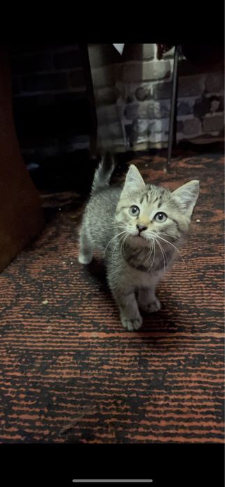 отдам котиков, два мальчика и одна девочка