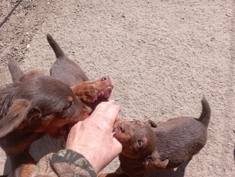 Продам щенков ягдтерьера