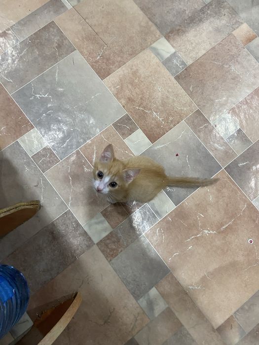 котенок по имени Варг