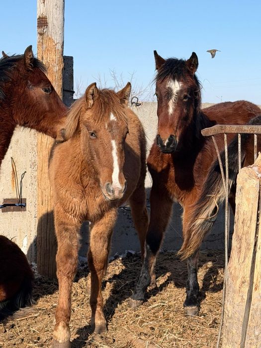 Продам жеребят цена договорная