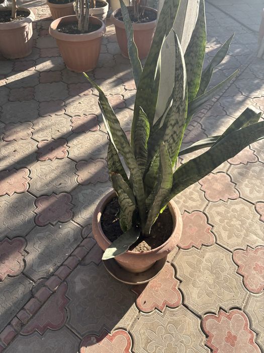 продам цветы домашние