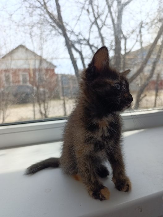 Кошечка в добрые руки