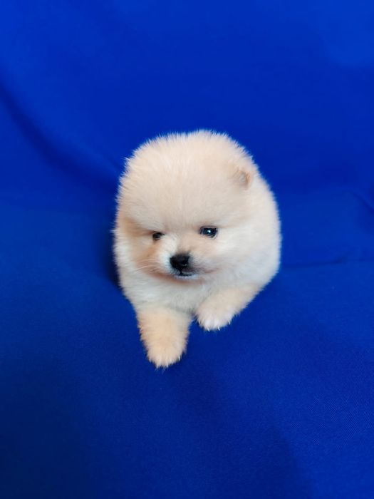 Щпицы разного окраса девочки и мальчики