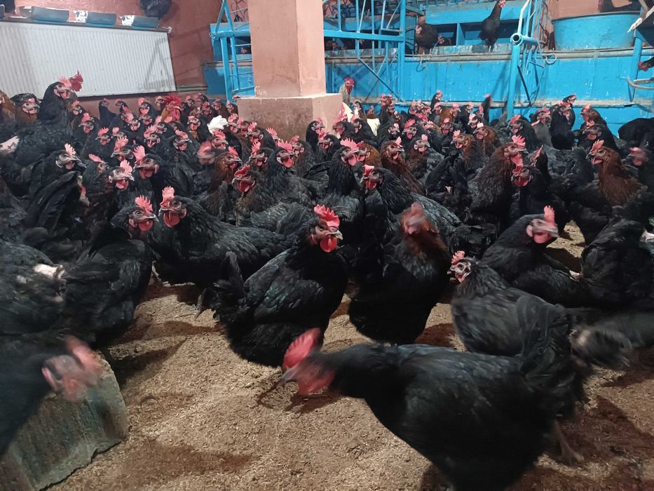 Pui de Vânzare și Servicii de Incubație Martie 2026