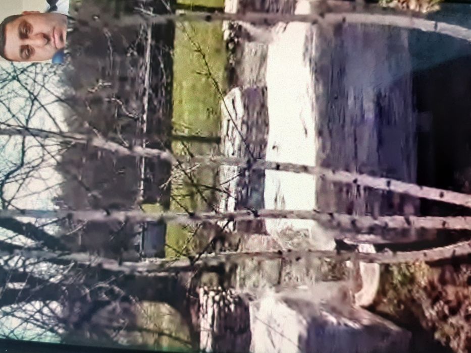 Mesteacăn Thuia Platan tei plante