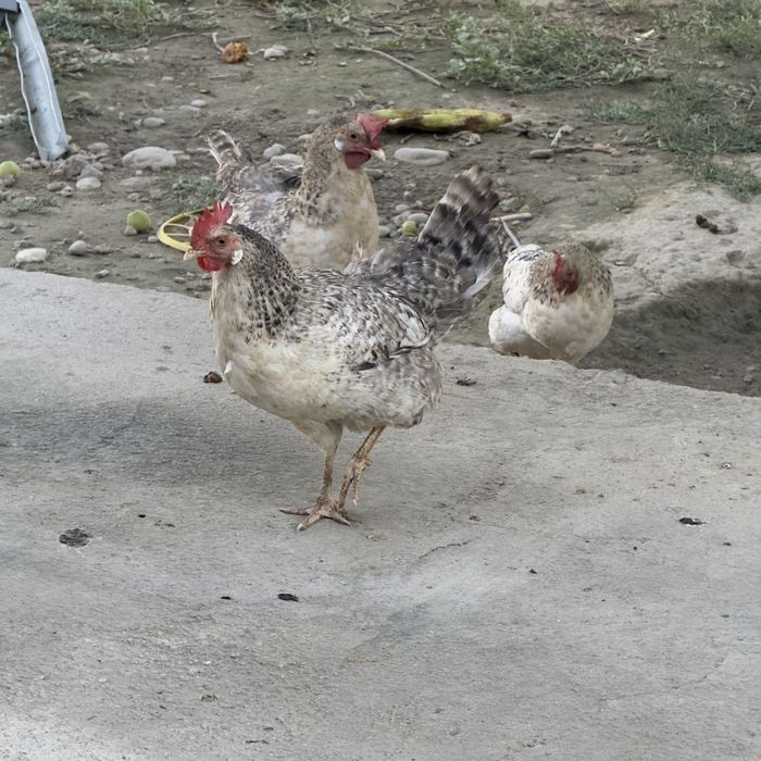 Барковски 12 тауық 1 қораз