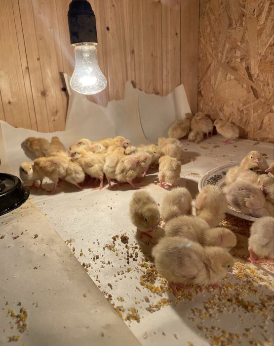 Перепелки Белый гигант Техас. Пятидневные. Звоните в любое время.