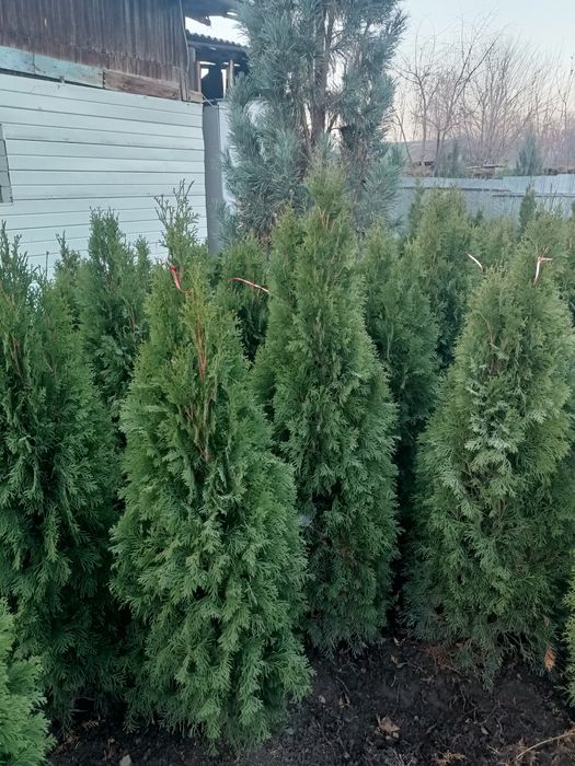 Продажа хвойных пород